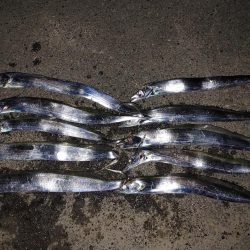 太刀魚ワインド